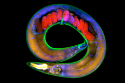 adult C elegans