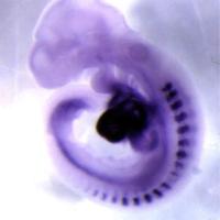Cell & Developmental Biology